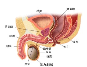 前列腺炎疾病