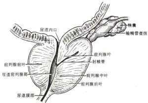 前列腺痛