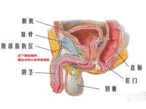 得了睾丸炎